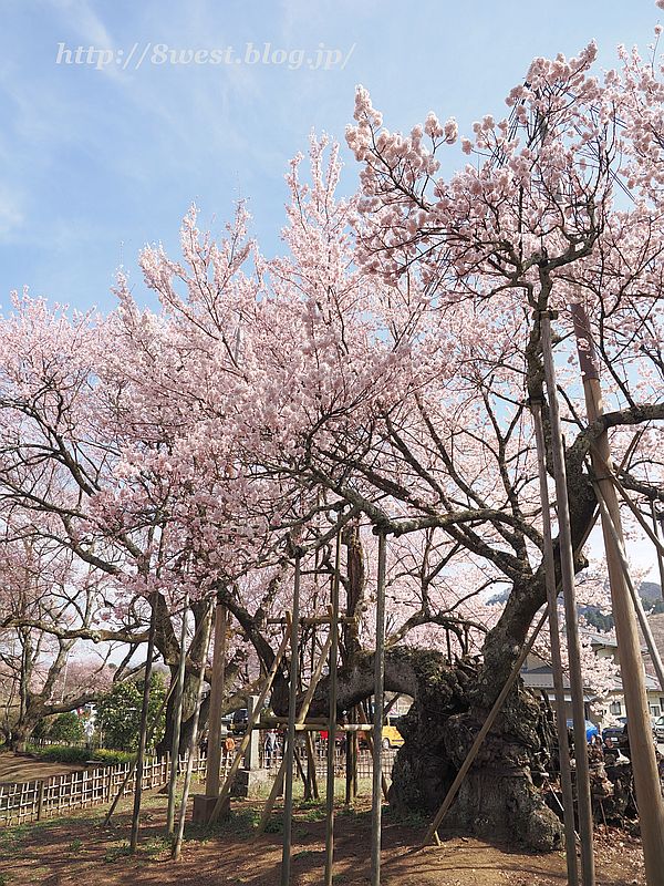 神代桜24