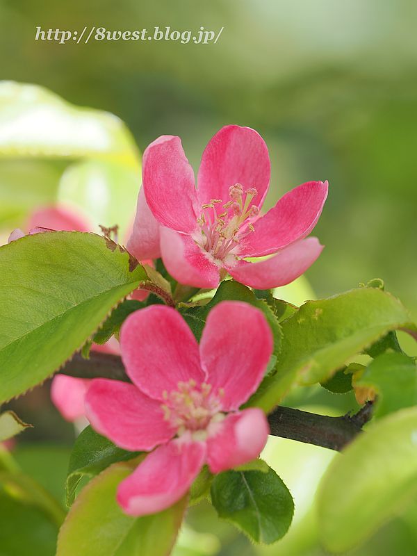 花梨1