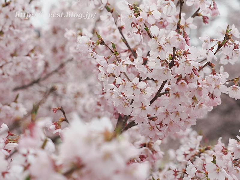 高遠小彼岸桜30