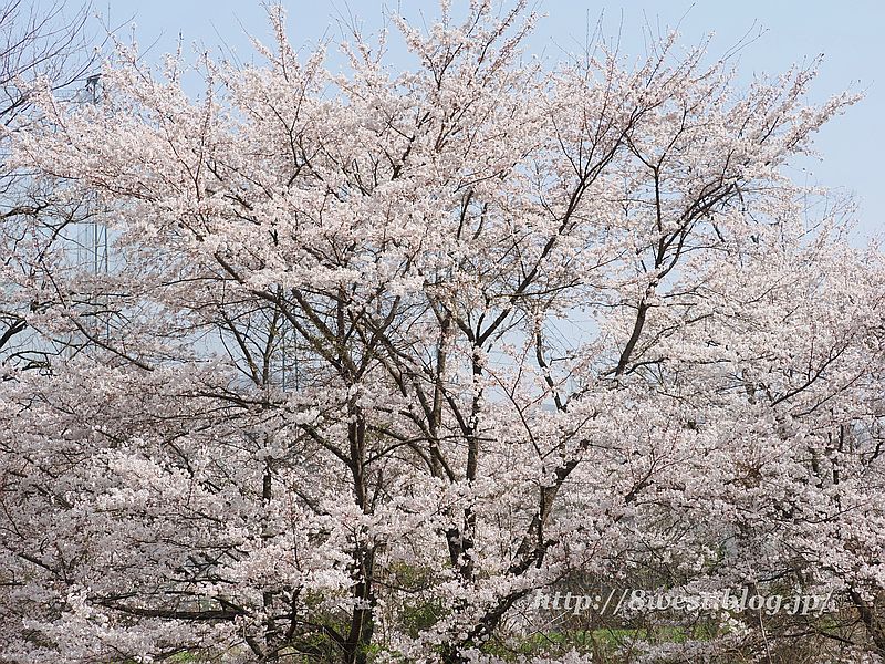 桜08