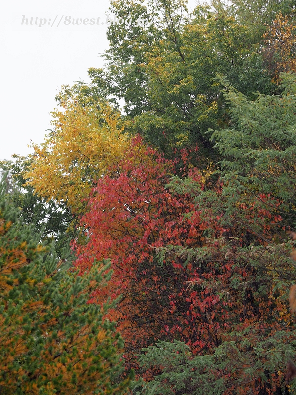 紅葉