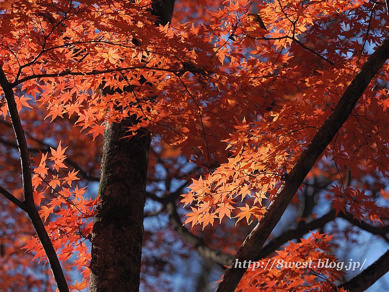 モミジ6