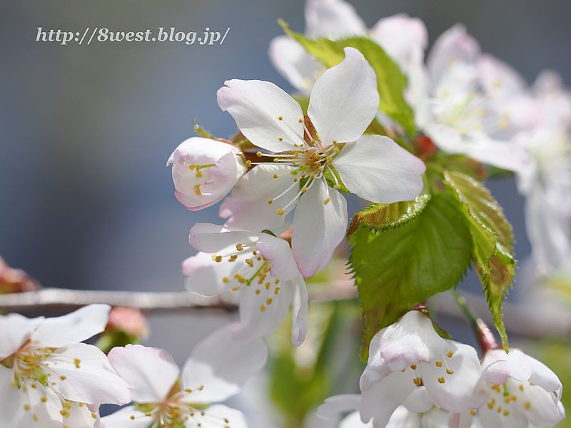 霞桜5