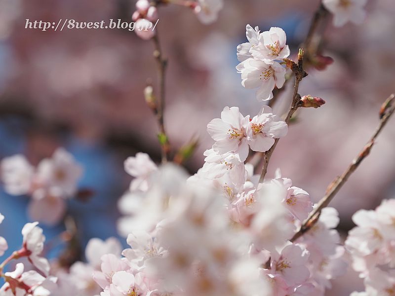 桜33