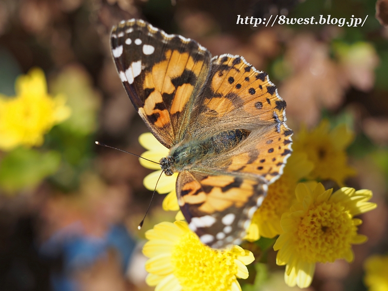 ヒメアカタテハ2