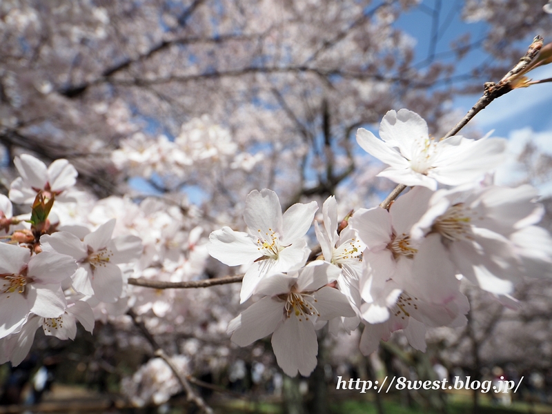 高遠小彼岸桜17
