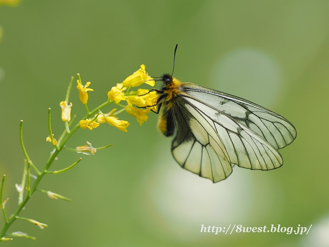 ウスバアゲハ05