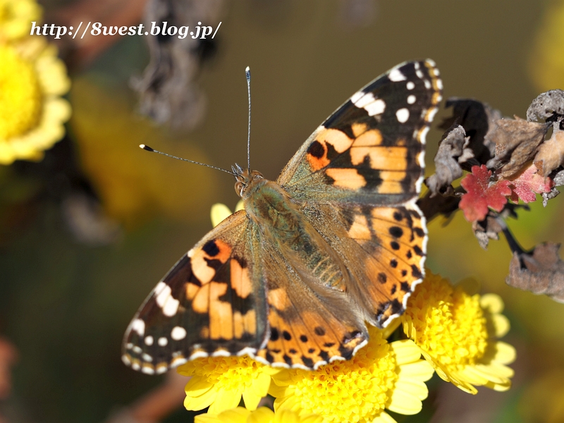 ヒメアカタテハ3