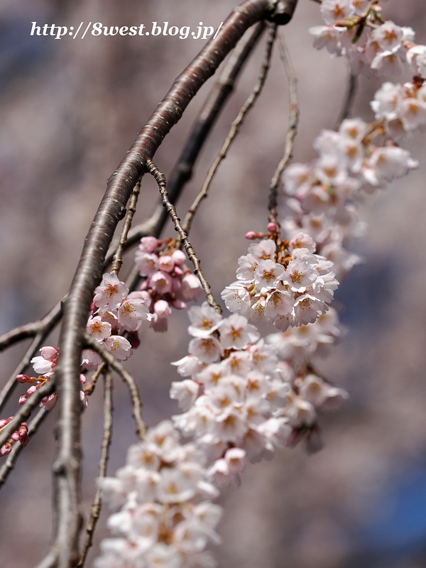 祖霊桜14