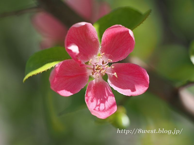 花梨4
