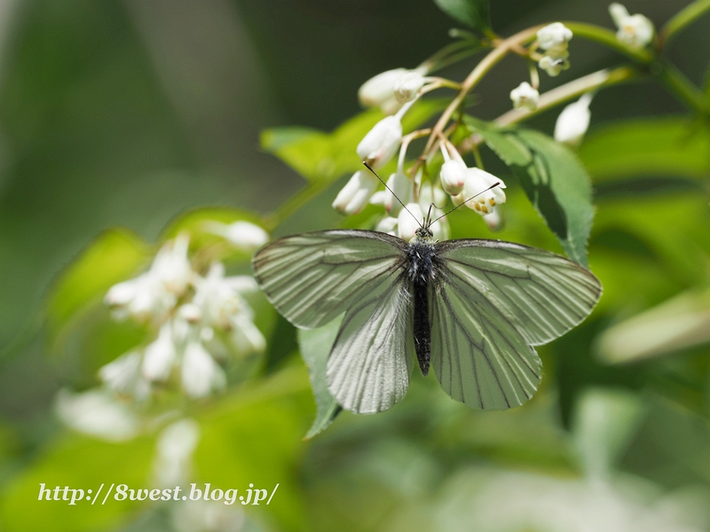 スジグロシロチョウ3