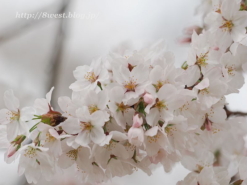桜11