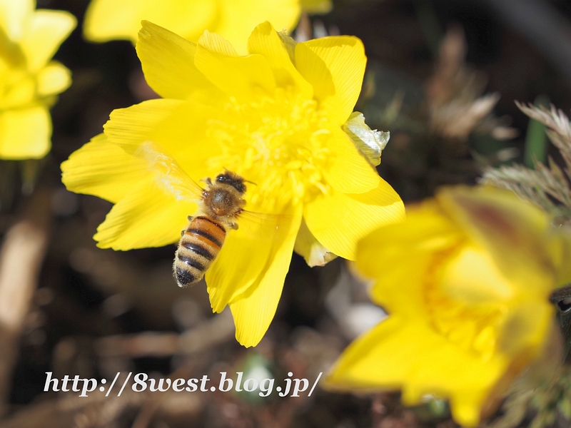 西洋蜜蜂2