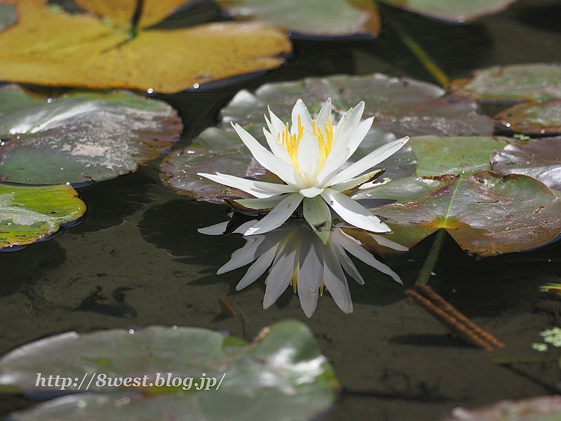 睡蓮1