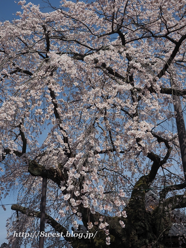 阿弥陀寺09