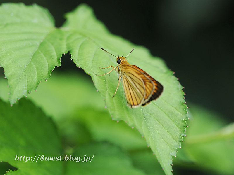 スジグロチャバネセセリ2