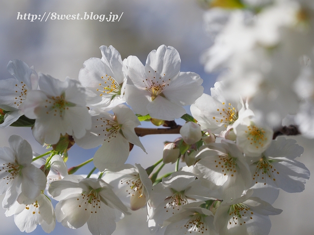 井戸尻桜06