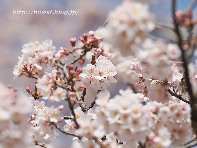 桜12