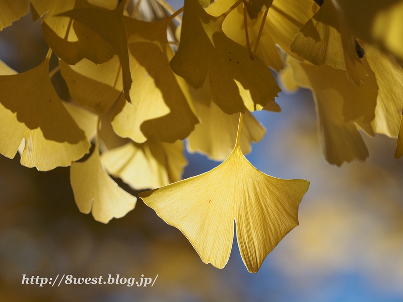 黄葉8