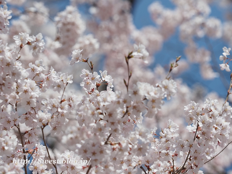 高遠小彼岸桜11