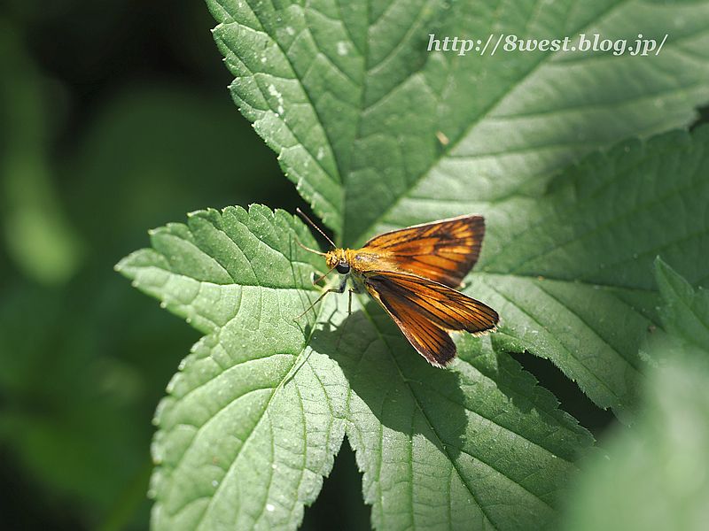 スジグロチャバネセセリ4