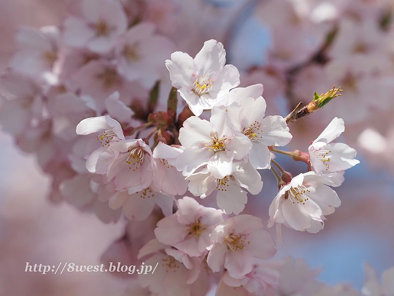 桜45