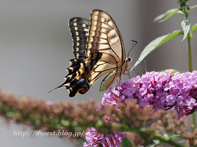 キアゲハ2