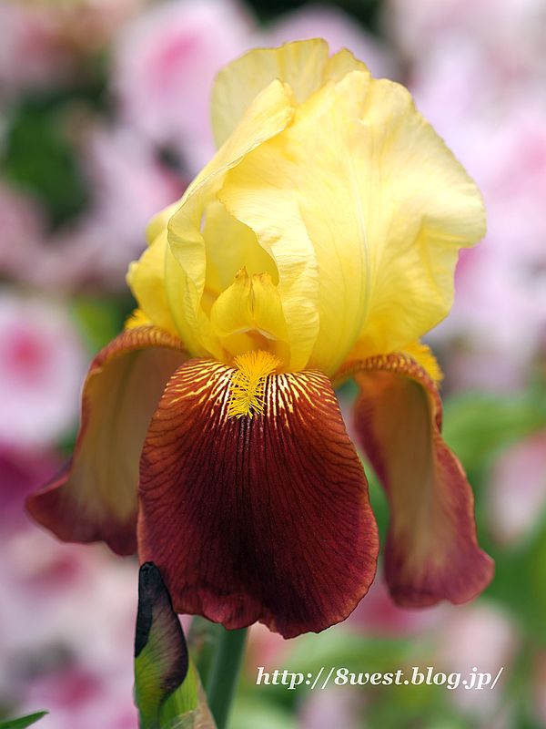 ジャーマンアイリス4
