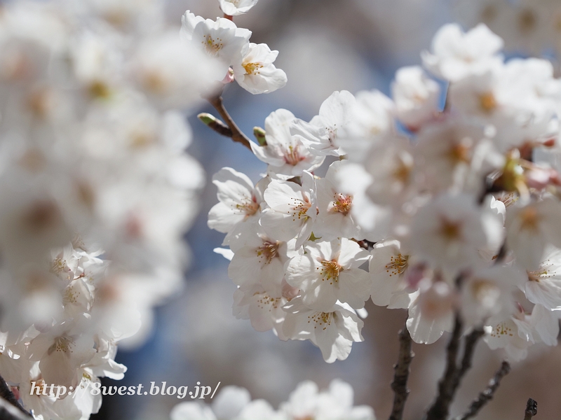 御野立桜09