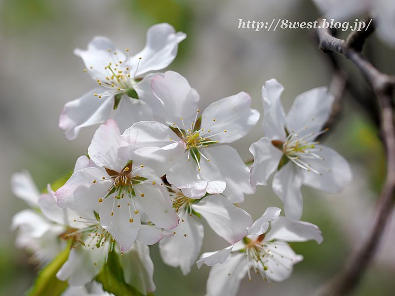 霞桜9