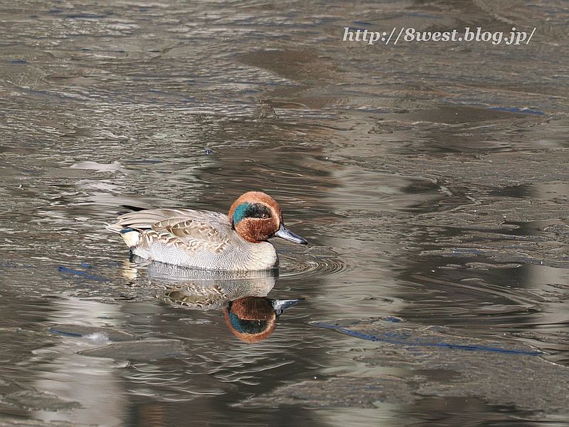 コガモ3
