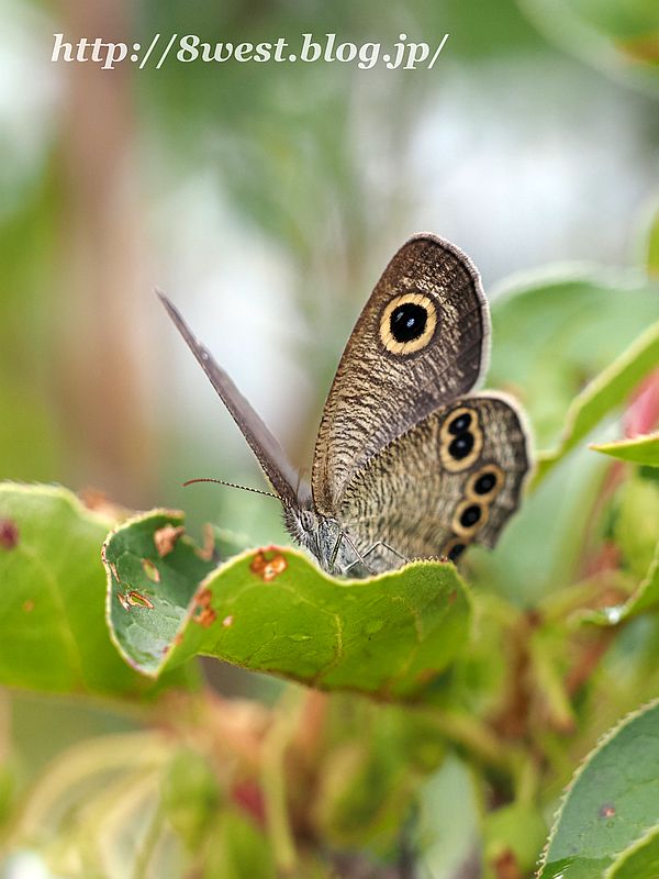 ヒメウラナミジャノメ