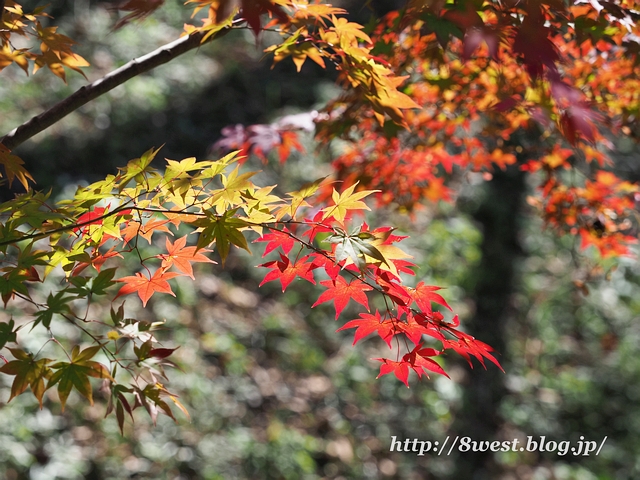 紅葉01