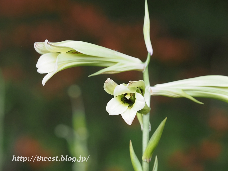 ウバユリ4