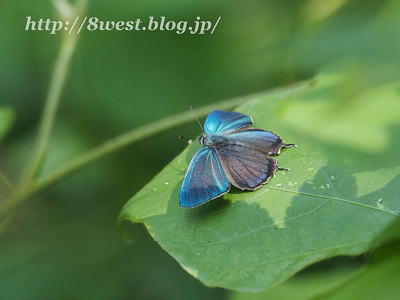 ジョウザンミドリシジミ3