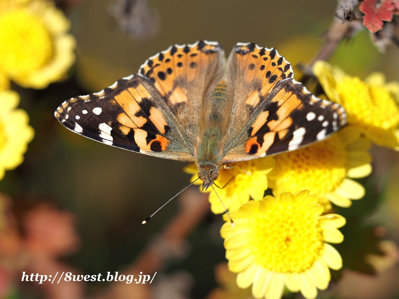 ヒメアカタテハ6