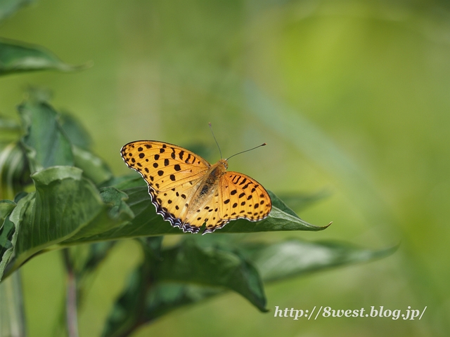 ツマグロヒョウモン1