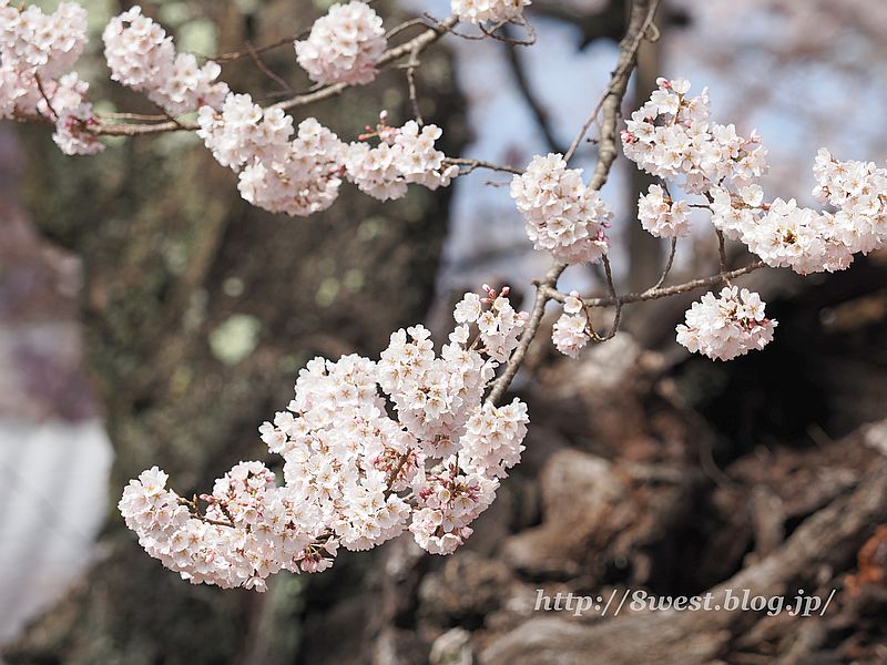 神代桜10