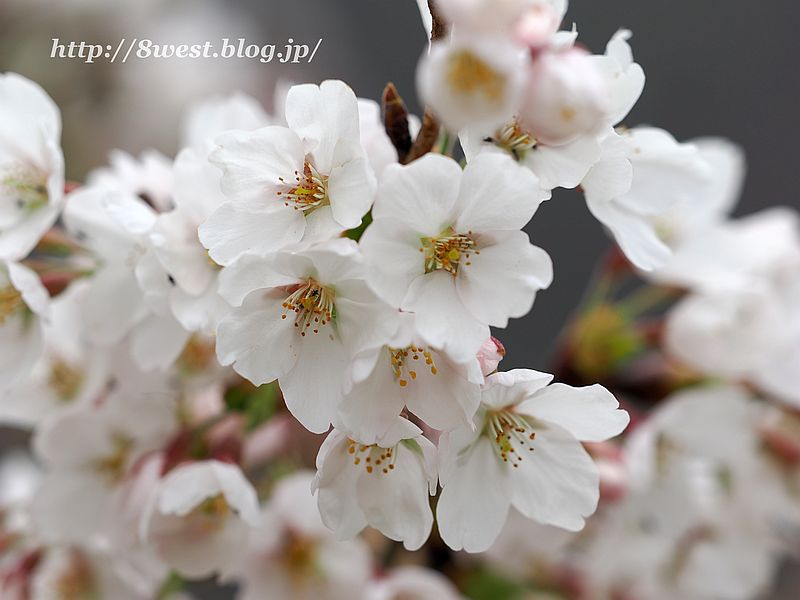 桜3