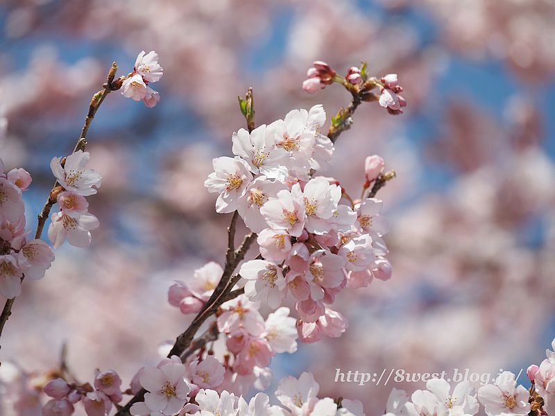 桜27