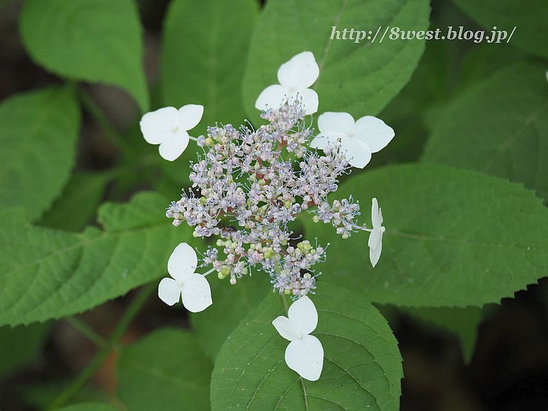ヤマアジサイ2