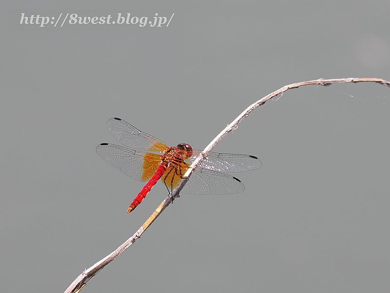 ショウジョウトンボ1