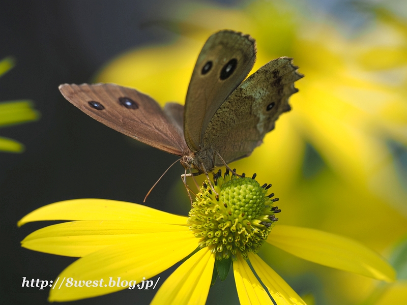 ジャノメチョウ1