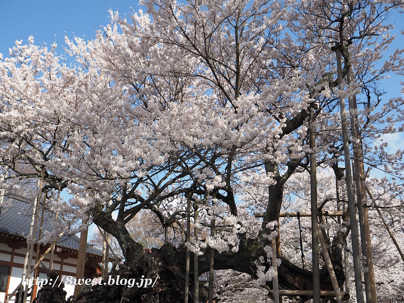 神代桜05