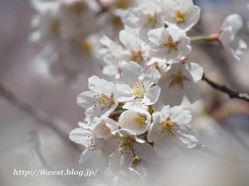 桜37