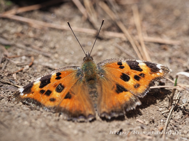 ヒオドシチョウ04