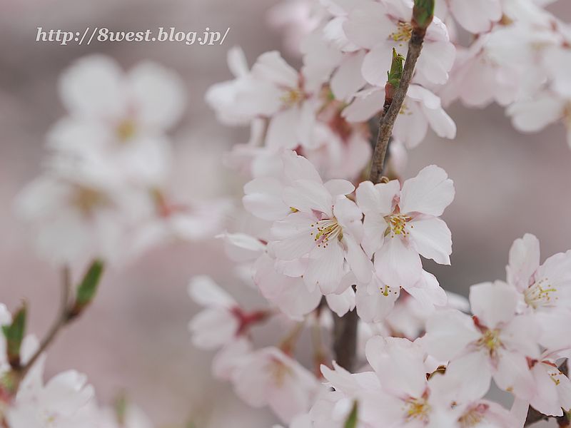 高遠小彼岸桜38