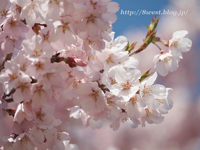 桜25