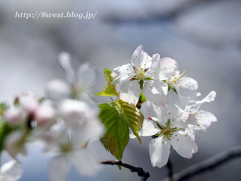 霞桜8