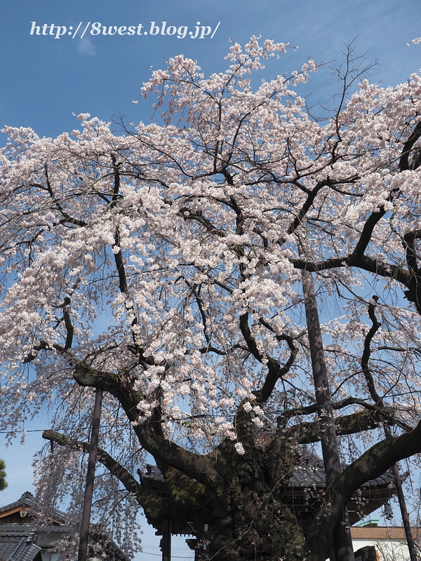 阿弥陀寺08